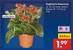 Netto Marken-Discount Geglitzerte kalanchoe Angebot