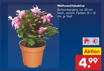 Netto Marken-Discount Weihnachtskaktus Angebot