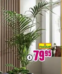 Hornbach Floraself howea-palme Angebot