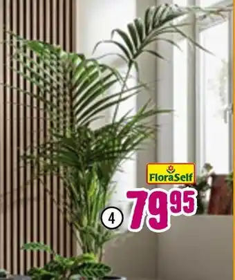 Hornbach Floraself howea-palme Angebot