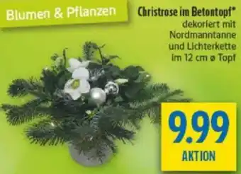 diska Christrose im Betontopf Angebot