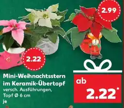 Kaufland Mini-Weihnachtsstern im Keramik-Übertopf Angebot
