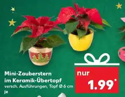 Kaufland Mini-Zauberstern im Keramik-Übertopf Angebot