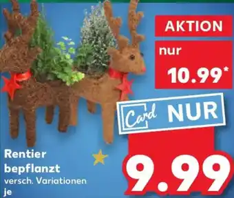 Kaufland Rentier bepflanzt Angebot