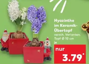 Kaufland Hyazinthe im Keramik- Übertopf Angebot