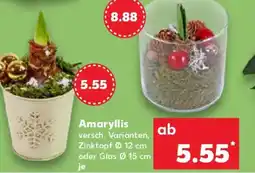 Kaufland Amaryllis Angebot