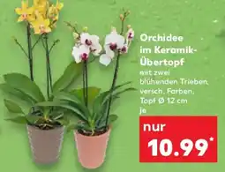 Kaufland Orchidee im Keramik- Übertopf Angebot