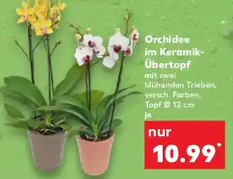 Kaufland Orchidee im Keramik- Übertopf Angebot