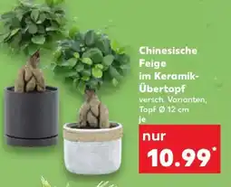 Kaufland Chinesische Feige im Keramik- Übertopf Angebot
