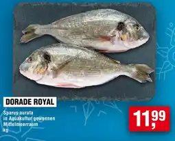 Handelshof Dorade royal Angebot