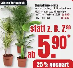 B1 Discount Baumarkt Grünpflanzen-Mix Angebot