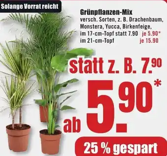 B1 Discount Baumarkt Grünpflanzen-Mix Angebot