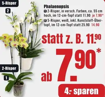 B1 Discount Baumarkt Phalaenopsis Angebot