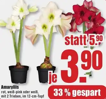 B1 Discount Baumarkt Amaryllis Angebot