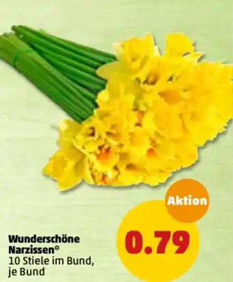 PENNY Wunderschöne Narzissen Angebot