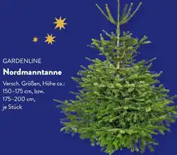 Aldi Süd GARDENLINE Nordmanntanne Angebot