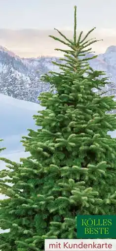 Pflanzen Kölle Kölle's Beste Premium-Nordmanntanne Angebot