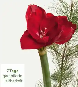 Pflanzen Kölle Nimm mich mit Amaryllis Angebot