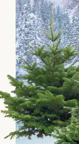 Pflanzen Kölle Bio-Nordmanntanne Angebot