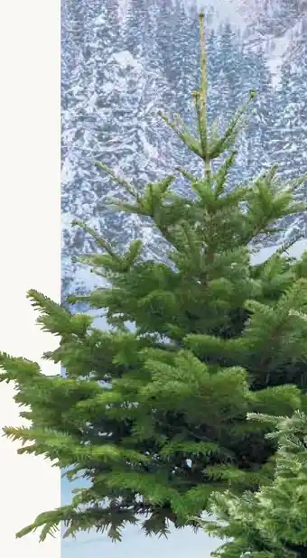 Pflanzen Kölle Bio-Nordmanntanne Angebot