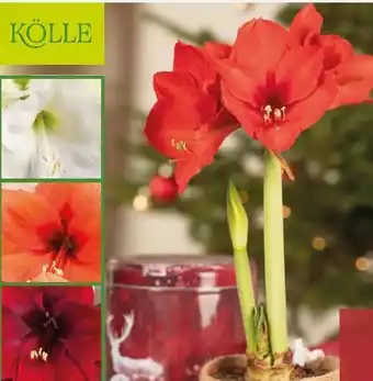 Pflanzen Kölle Kölle Topf-Amaryllis Angebot