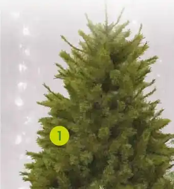 Pflanzen Kölle Kunst-Tanne Forest Frosted Pine Angebot