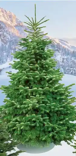 Pflanzen Kölle Nordmann Original Nordmanntanne Angebot