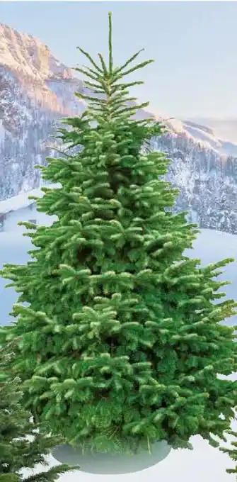 Pflanzen Kölle Nordmann Original Nordmanntanne Angebot