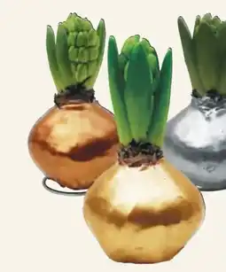 Pflanzen Kölle Gewachste Hyazinthe Angebot