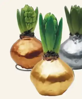 Pflanzen Kölle Gewachste Hyazinthe Angebot