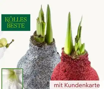 Pflanzen Kölle XL Gewachste Amaryllis Angebot