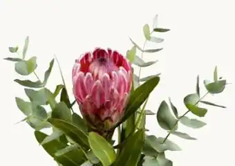 Pflanzen Kölle Strauß Sylvia Angebot