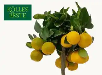 Pflanzen Kölle Kölle's Beste Zitrus-Stämmchen Angebot