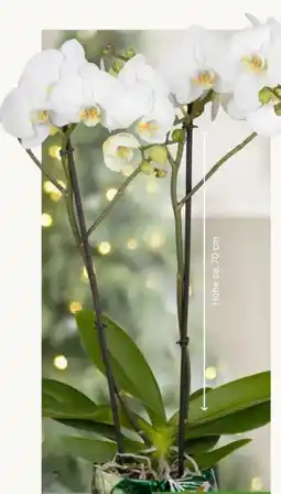 Pflanzen Kölle Orchidee Bijoux Crystal Angebot