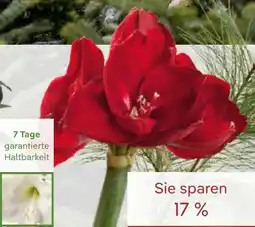 Pflanzen Kölle Schnittamaryllis Angebot
