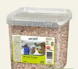 Pflanzen Kölle Kölle's Beste Wintertraum Angebot