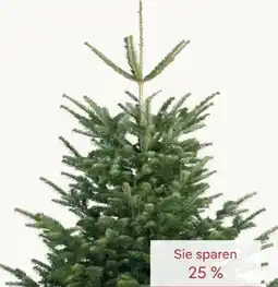 Pflanzen Kölle Nordmanntanne Angebot