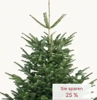 Pflanzen Kölle Nordmanntanne Angebot