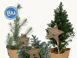 Pflanzen Kölle Blu Bio Weihnachtsbäumchen Angebot