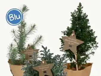 Pflanzen Kölle Blu Bio Weihnachtsbäumchen Angebot