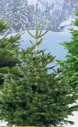 Pflanzen Kölle Kölle Nordmanntanne 1. Wahl Angebot