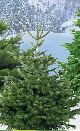 Pflanzen Kölle Kölle Nordmanntanne 1. Wahl Angebot