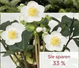 Pflanzen Kölle Christrose Christmas Carol Angebot