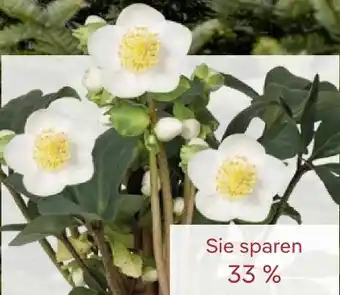 Pflanzen Kölle Christrose Christmas Carol Angebot