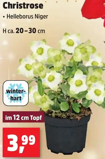 Thomas Philipps Christrose Angebot