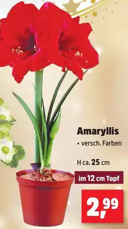Thomas Philipps Amaryllis Angebot