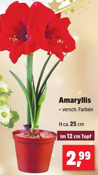 Thomas Philipps Amaryllis Angebot