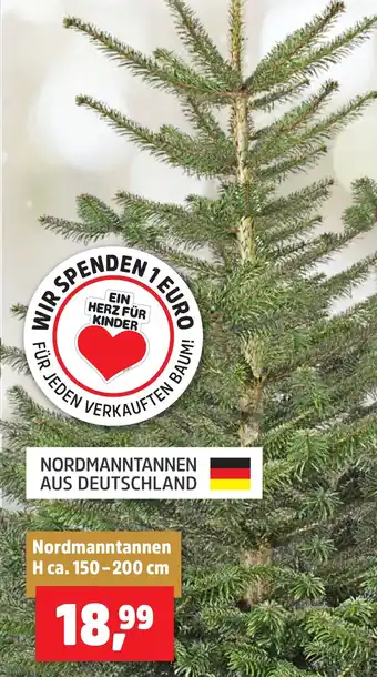 Thomas Philipps Nordmanntannen Angebot