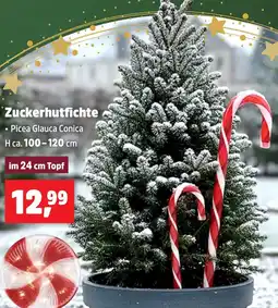 Thomas Philipps Zuckerhutfichte Angebot