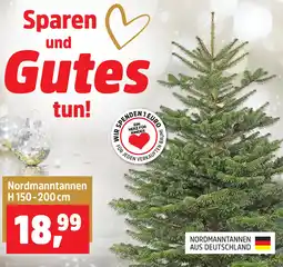 Thomas Philipps Nordmanntannen Angebot